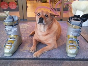Rolfi seems not overly impressed by my ski boots