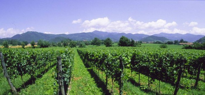 Franciacorta – a new discovery