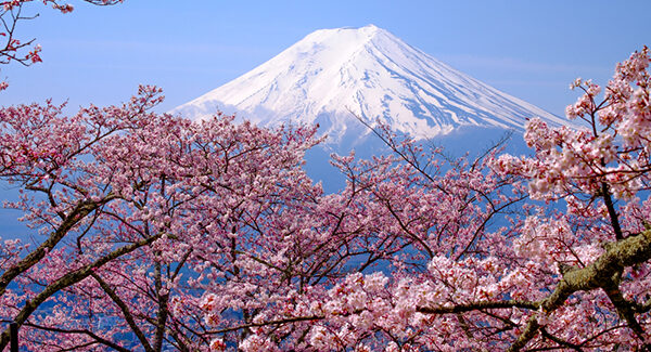 Cherry blossom inspiration for Mothers’ Day